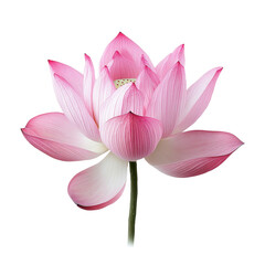 Fototapeta premium Beautiful pink lotus flower isolated on a Transparent background showcasing delicate petals and vibrant colors, lotus flower isolated on PNG background