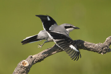 Iberian grey shrike - Lanius meridionalis with spanned wings at green background. Photo from Calera y Chozas in Spain, Toledo Province. Vulnerable specie. Endemic to southwestern Europe.