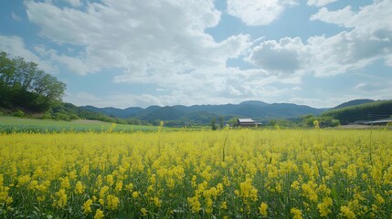 Fototapeta premium Field of blooming rapeseed under a partly cloudy sky