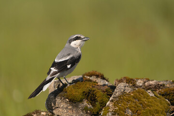 Iberian grey shrike - Lanius meridionalis on stone at green background. Photo from Calera y Chozas in Spain, Toledo Province. Vulnerable specie. Endemic to southwestern Europe. Copy space on right.