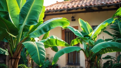 Obraz premium Macro shot of banana plants emphasizing their vibrant green leaves and textured surfaces