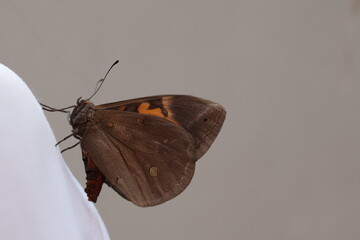 Una toma de cerca de una mariposa de color marron con Amarillo pegada a la camisa blanca de una...