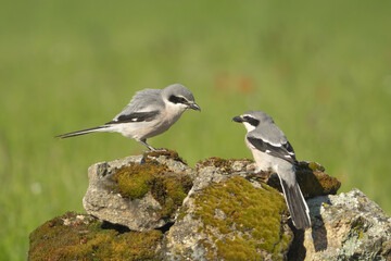 Pair of Iberian grey shrikes - Lanius meridionalis on stone at green background. Photo from Calera y Chozas in Spain, Toledo Province. Vulnerable specie. Endemic to southwestern Europe.
