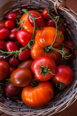 Young woman gardening in a lush vegetable garden and greenhouse. Harvesting tomatoes and carrots, watering, pruning, and caring for plants in a peaceful, slow life setting