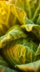 Fototapeta premium Fresh Lettuce Close-up with Soft Focus Background