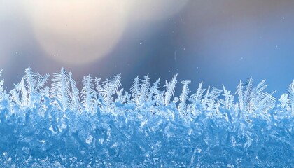 Frosty ferns and icy patterns winter landscape nature photography cold environment close-up view seasonal beauty