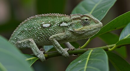 Fototapeta premium Beautiful green chameleon resting on a branch camouflaged in nature wildlife photography portrait close up view on transparent background