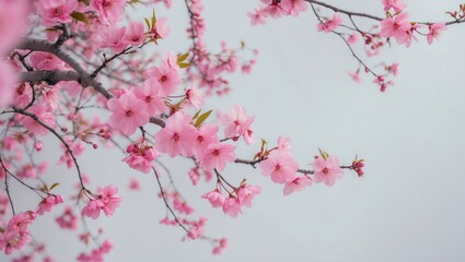 Fototapeta premium Vibrant pink cherry bloom in full spring floral display