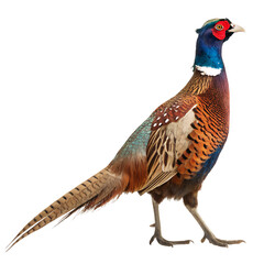 Fototapeta premium Elegant Pheasant in Profile: A detailed profile shot of a vibrant pheasant showcases its intricate plumage and refined features.