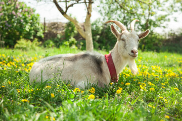Beautiful white goat. A white goat is resting in a garden with green grass and dandelions. Home pet on the farm.