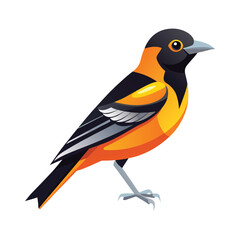 Obraz premium Male baltimore oriole bird illustration vector