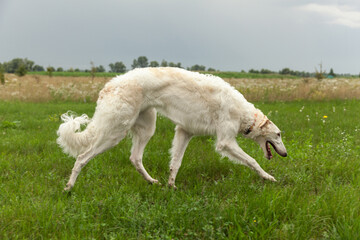 Elegant Borzoi in the grass. Russian Borzoi in its natural habitat