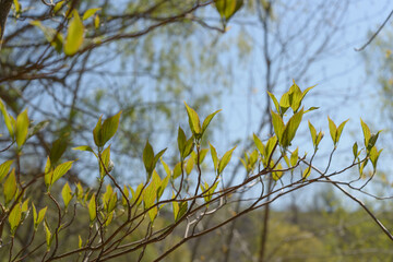 young spring leaves on a tree in a spring woodlot