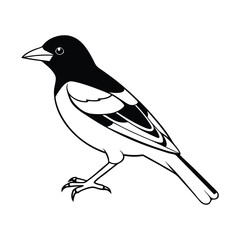 Obraz premium Black and white illustration of a magpie bird