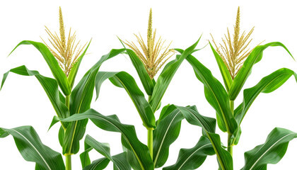 Fototapeta premium Green Corn Stalk with Broad Leaves and Silky Tassels, isolated on transparent background PNG