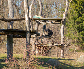 Monkeys are resting in the park