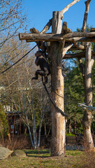 Monkeys are resting in the park