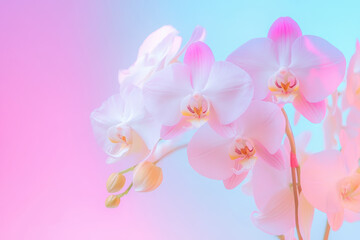 Obraz premium Delicate pink and white orchids in soft pastel lighting create a serene floral display