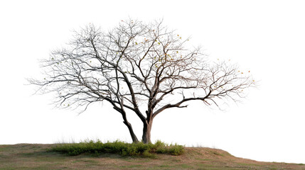Winter's Embrace: A solitary tree stands against the vast canvas of a blank backdrop, its stark branches reaching skyward, embracing the winter season with graceful resilience.