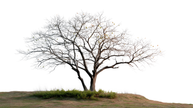 Winter's Embrace: A solitary tree stands against the vast canvas of a blank backdrop, its stark branches reaching skyward, embracing the winter season with graceful resilience.