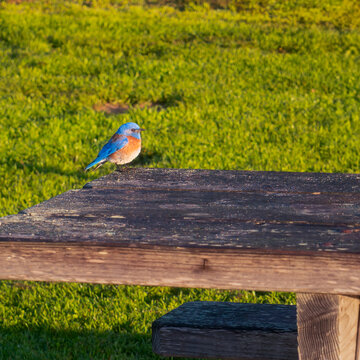 Picnic with a Bluebird: Unexpected Wildlife Along Moonstone Beach