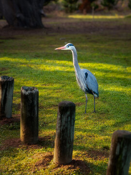The Park Stalker: A Great Blue Heron Strikes a Pose in Cambria
