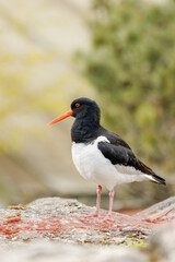 The Eurasian oystercatcher (Haematopus ostralegus) also known as the oystercatcher. It has striking...