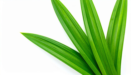 Obraz premium four vibrant green leaves are arranged on a stark white surface. the leaves are long and slender, coming to a sharp point at their tips