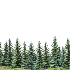 Fototapeta premium A row of green pine trees stands on a grassy field, with isolated on a transparent background Png file format