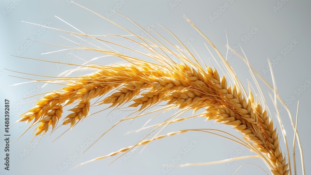 Poster Wheat on isolated background, including a clipping path and full depth of field