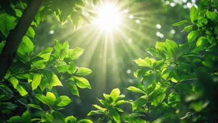 Bright Summer Day with Sunlight Streaming Through Tree Branches