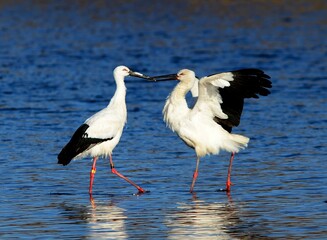 Two Oriental Storks engage beak-to-beak in a Korean lake, a rare scene of avian interaction.


