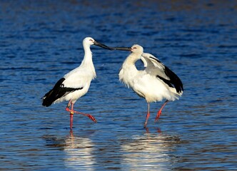 Two Oriental Storks engage beak-to-beak in a Korean lake, a rare scene of avian interaction.

