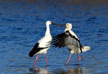 Two Oriental Storks engage beak-to-beak in a Korean lake, a rare scene of avian interaction.

