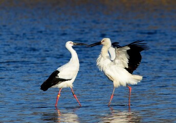 Two Oriental Storks engage beak-to-beak in a Korean lake, a rare scene of avian interaction.

