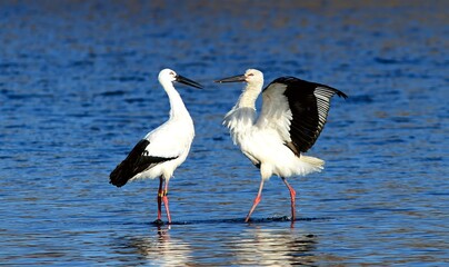 Two Oriental Storks engage beak-to-beak in a Korean lake, a rare scene of avian interaction.

