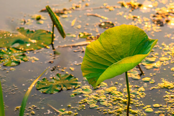 The lotus leaves and weeds that grow naturally in the fields are the main vegetation in the eastern...