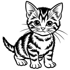 Fototapeta premium black cat with white background