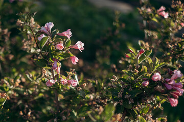 pink flowers in the garden