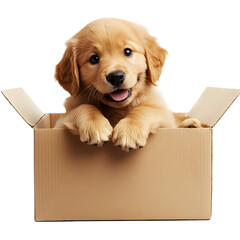 Cute golden retriever puppy in a box on white or transparent background