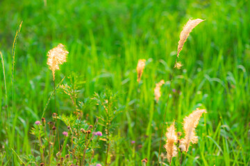 The lotus leaves and weeds that grow naturally in the fields are the main vegetation in the eastern part of North China