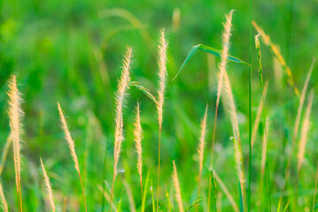 The lotus leaves and weeds that grow naturally in the fields are the main vegetation in the eastern part of North China