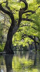 Lush green trees reflected in calm water, park setting, peaceful nature scene, ideal for travel brochures