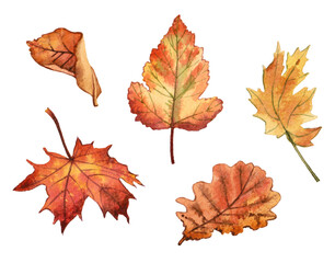 Watercolor hand-painted autumn leaves set, fall foliage illustrations for seasonal design and decoration