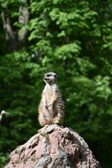 meerkat basking in the sun © Andrii