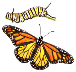 Watercolor Monarch butterfly and caterpillar – hand-painted realistic illustration for biology education, nature guides, and scientific posters