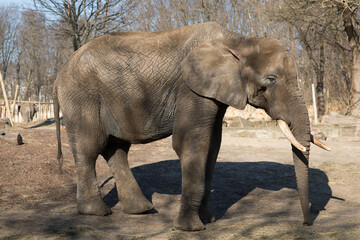 Portrait of a magnificent elephant