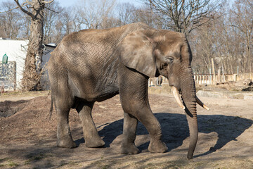 Portrait of a magnificent elephant