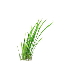 Obraz premium One blade of grass, PNG clipart with isolated on a transparent background Png file format