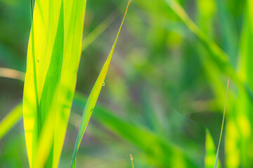 The lotus leaves and weeds that grow naturally in the fields are the main vegetation in the eastern part of North China